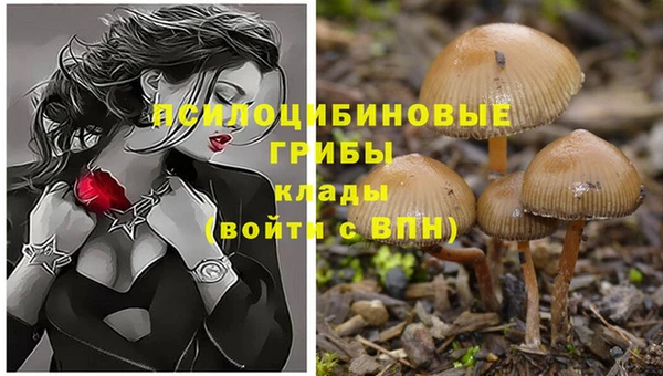 ПСИЛОЦИБИНОВЫЕ ГРИБЫ Арсеньев